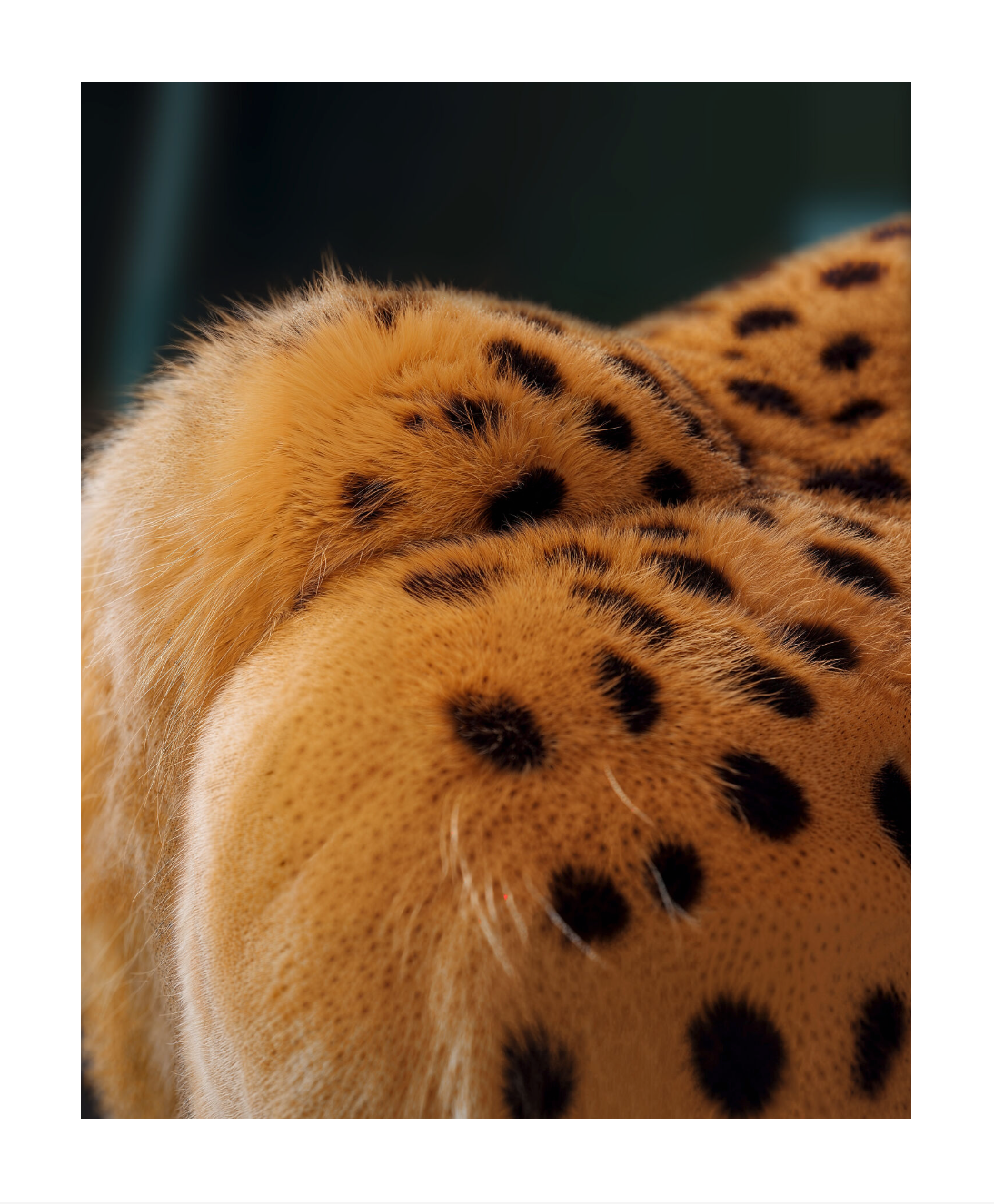 Fine Line Feline Print